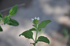 Lantana grisebachii