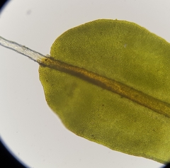 Syntrichia montana
