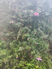 Urena procumbens