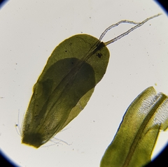 Syntrichia montana