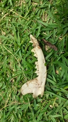 Didelphimorphia