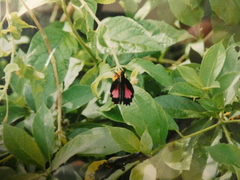 Papilioninae