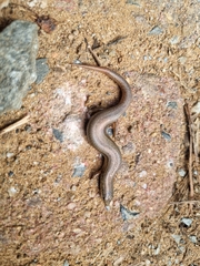 Panaspis wahlbergii