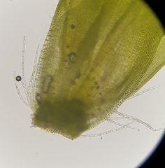 Syntrichia montana