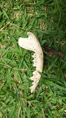 Didelphimorphia
