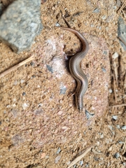 Panaspis wahlbergii