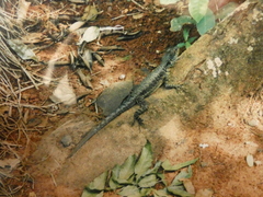 Tropidurus catalanensis