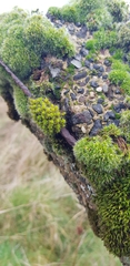 Syntrichia montana