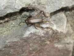 Loxoblemmus arietulus