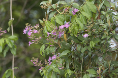 Fridericia