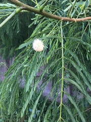 Leucaena