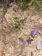 Aristea africana