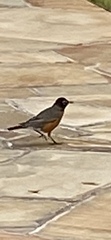 Turdus migratorius