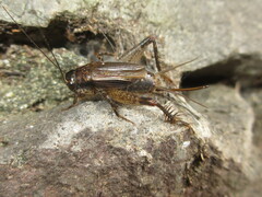 Loxoblemmus arietulus