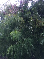 Leucaena