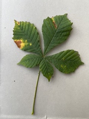 Aesculus hippocastanum