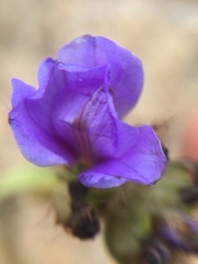 Aristea africana