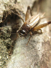 Loxoblemmus arietulus