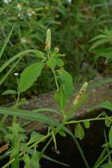 Sphenoclea zeylanica