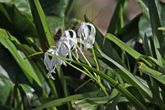 Crinum