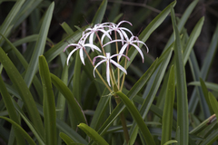 Crinum