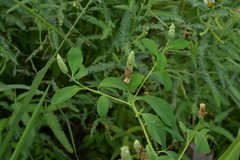 Sphenoclea zeylanica