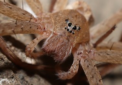 Dolomedes sulfureus
