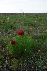 Paeonia tenuifolia