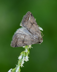 Athetis gluteosa