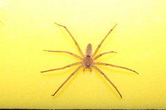 Dolomedes sulfureus