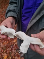 Lactarius controversus