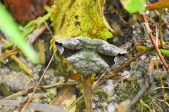 Bastilla amygdalis