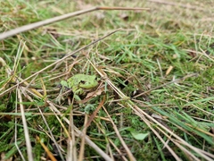Hyla arborea
