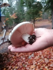 Lactarius controversus