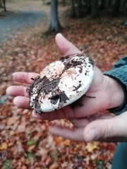 Lactarius controversus