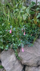 Epilobium hohuanense