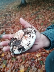 Lactarius controversus