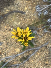 Berkheya herbacea