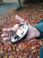 Lactarius controversus