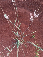 Melinis repens