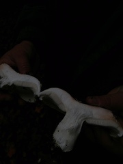 Lactarius controversus