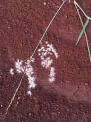 Melinis repens