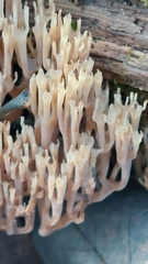Artomyces