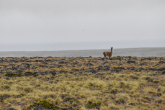 Lama guanicoe