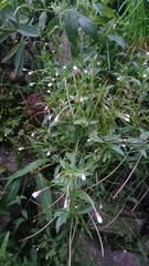 Epilobium amurense