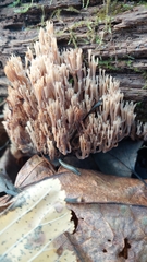 Artomyces