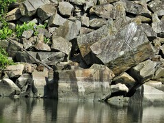 Procavia capensis capensis