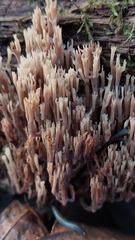 Artomyces