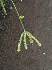 Eleusininae
