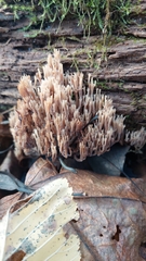 Artomyces